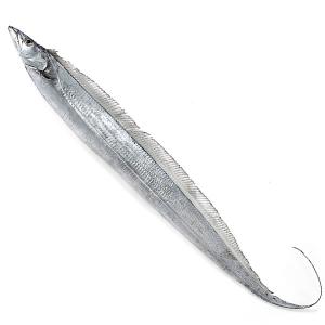 太刀魚（たちうお）1尾（1-1.5kg）　冷蔵便