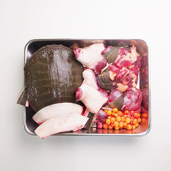 活きすっぽん（メス）1匹（下処理あり）　冷蔵便