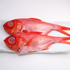 天然ヒラマサ1尾(2-3Kg前後サイズ) 国産 冷蔵便 : 築地魚群 - 通販