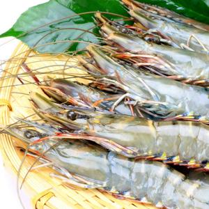 ブラックタイガー エビ 魚介類 海産物 食品 通販 Yahoo ショッピング