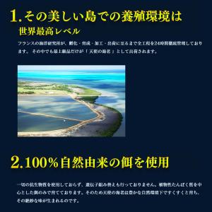 クーポンで最大15,000円OFF 天使の海老...の詳細画像2