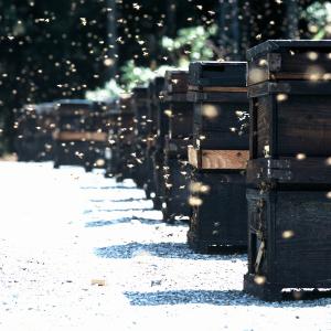 国産蜂蜜 花の道 りんご 140gの詳細画像4