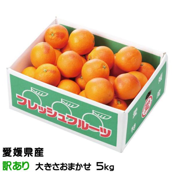 みかん タロッコオレンジ ブラッドオレンジ 風のいたずら 訳あり 大きさおまかせ 5kg 愛媛県  ...