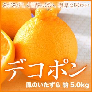 デコポン　しらぬい　不知火　 風のいたずら　　ちょっと訳あり　おおきさおまかせ 　　約5kg　　送料無料　蜜柑　みかん　ギフト
