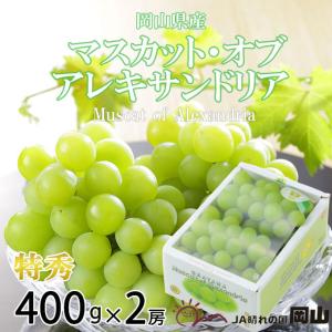 ぶどう マスカット オブ アレキサンドリア 特秀 400g×2房 岡山県産 ＪＡおかやま 葡萄 ブドウ お中元 父の日｜hachiya-fruits