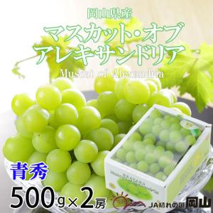 ぶどう マスカット オブ アレキサンドリア 青秀 500g×2房 岡山県産 ＪＡおかやま 葡萄 ブドウ お中元 父の日｜hachiya-fruits