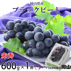 お中元 ぶどう ブラックビート 赤秀 600g 1房 岡山県産 ＪＡおかやま ギフト 葡萄 ブドウ｜hachiya-fruits