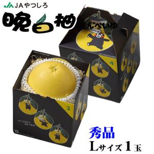 みかん 晩白柚 ばんぺいゆ 秀品 Lサイズ 1玉 1.4kg 熊本県産 JAやつしろ 化粧箱入り ギフト 柑橘 蜜柑 お取り寄せグルメ