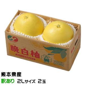 お年賀 みかん 晩白柚 ばんぺいゆ 訳あり 2Lサイズ 2玉 熊本県産 化粧箱入り 柑橘　蜜柑 ギフト お取り寄せ