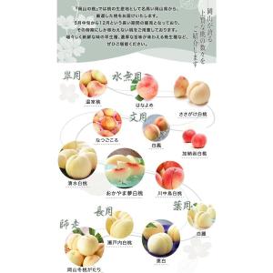遅れてごめんね 父の日 2026 岡山県産 白...の詳細画像5