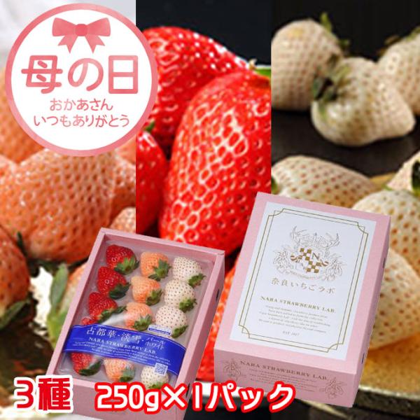 遅れてごめんね 母の日 2026 いちご 奈良いちごラボ 3種 詰め合わせ（古都華・淡雪・パールホワ...