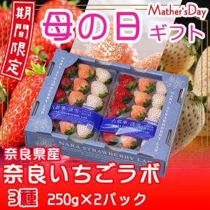 母の日 2024 いちご 白いちご 3種 詰め合わせ（古都華・淡雪・パールホワイト）250g×2パック奈良県産 苺 イチゴ ギフト お取り寄せ｜はちやフルーツ