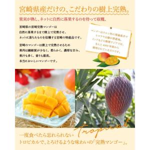 遅れてごめんね 母の日 2026 みやざき完熟...の詳細画像5