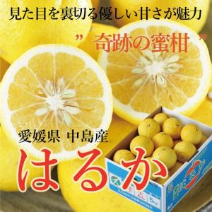 みかん はるか 風のいたずら 訳あり 大きさおまかせ 5kg 愛媛県 中島産 送料無料 柑橘 ミカン