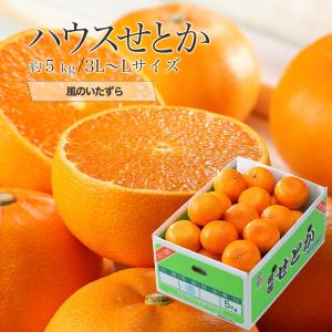 ハウスせとか 愛媛県産　中島産　 風のいたずら　ちょっと訳あり　  3L~Lサイズ   約5kg みかん 家庭用 送料無料
