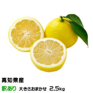 みかん 小夏 こなつ 風のいたずら ちょっと訳あり 大きさおまかせ 2.5kg 高知県産 蜜柑 ミカン ギフト