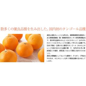みかん サマー清見 風のいたずら ちょっと訳あ...の詳細画像5