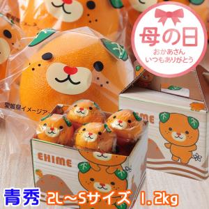 保留 母の日 2025 みかん カラマンダリン みきゃんパッケージ 青秀 2L〜S 8〜15玉入り 1.2kg 完熟春みかん 愛媛県産 ＪＡえひめ中央 中島選果場