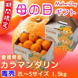 母の日 2024 みかん カラマンダリン 青秀 2L〜Sサイズ 1.5kg 完熟春みかん 愛媛県産 ＪＡえひめ中央 中島選果場 贈り物 ギフト プレゼント｜hachiya-fruits