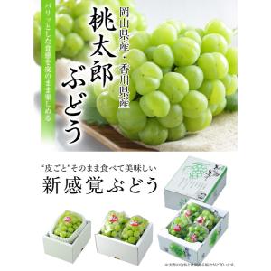 ぶどう 桃太郎ぶどう 青秀 3〜6房 2kg ...の詳細画像1