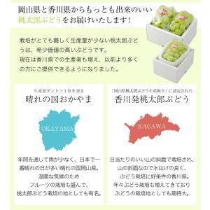 ぶどう 桃太郎ぶどう 青秀 3〜6房 2kg ...の詳細画像3