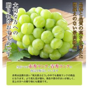 ぶどう 桃太郎ぶどう 青秀 3〜6房 2kg ...の詳細画像4