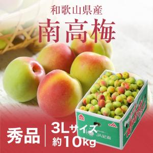 梅 紀州 南高梅 和歌山県産 秀品 3Lサイズ 10kg うめ 生梅｜はちやフルーツ