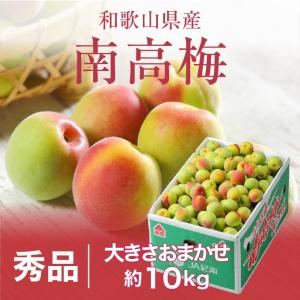 梅 紀州 南高梅 和歌山県産 秀品 大きさおまかせ 10kg うめ 生梅｜はちやフルーツ