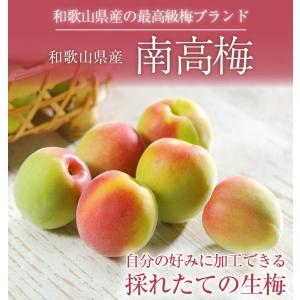 梅 紀州 南高梅 和歌山県産 秀品 3Lサイズ...の詳細画像2