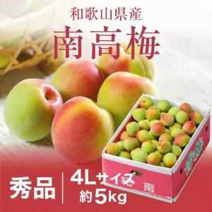 梅 紀州 南高梅 和歌山県産 秀品 4Lサイズ 5kg うめ 生梅｜はちやフルーツ