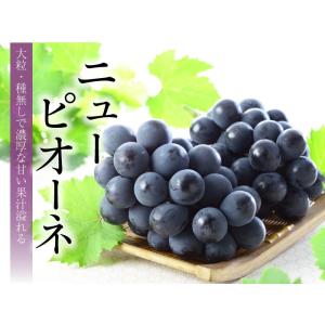 ぶどう ニューピオーネ 赤秀 600g×1房 ...の詳細画像4