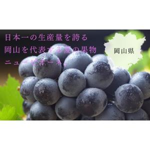 ぶどう ニューピオーネ 赤秀 600g×1房 ...の詳細画像5