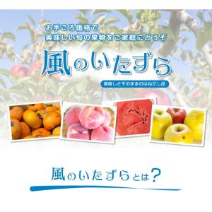 ぶどう ニューピオーネ 風のいたずら ちょっと...の詳細画像2