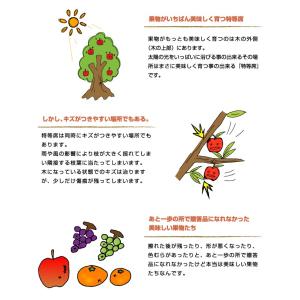 ぶどう ニューピオーネ 風のいたずら ちょっと...の詳細画像3