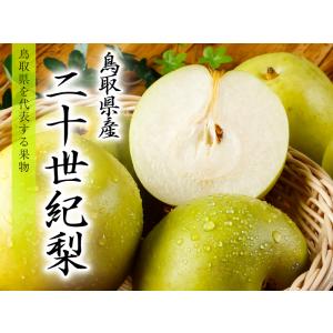 梨 20世紀梨 ちょっと訳あり 大きさおまかせ...の詳細画像4