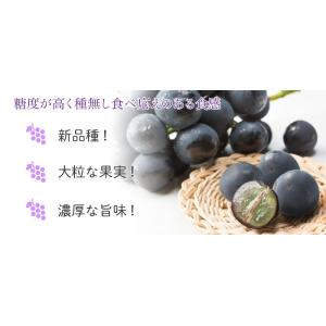 ぶどう オーロラブラック 赤秀 大粒 600g...の詳細画像3