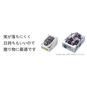 ぶどう オーロラブラック 赤秀 大粒 600g...の詳細画像5