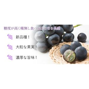 ぶどう オーロラブラック 優品 3〜6房 2k...の詳細画像3