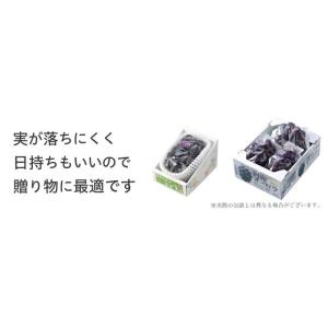 ぶどう オーロラブラック 優品 3〜6房 2k...の詳細画像5