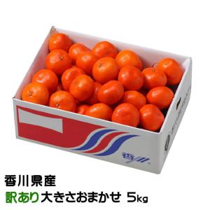 小原紅 みかん Lサイズ お試し 約2.5kg 香川県 奇跡のみかん 小原紅