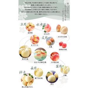 お中元 桃 岡山白桃 ロイヤル 5〜10玉 2...の詳細画像3