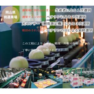 お中元 桃 岡山白桃 ロイヤル 5〜10玉 2...の詳細画像4