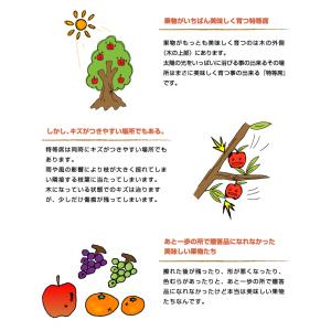ぶどう オーロラブラック 風のいたずら ちょっ...の詳細画像2