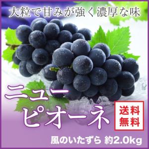 ぶどう ニューピオーネ 風のいたずら ちょっと訳あり 3〜5房 約2kg 岡山県産 ＪＡおかやま 葡萄 ブドウ