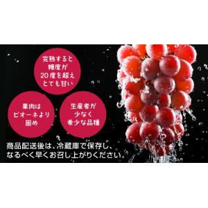 ぶどう クイーンニーナ 赤秀 3〜6房 1.5...の詳細画像4