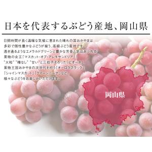 ぶどう クイーンニーナ 赤秀 3〜6房 1.5...の詳細画像5