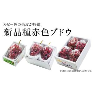 ぶどう クイーンニーナ 青秀 600g×1房 ...の詳細画像2