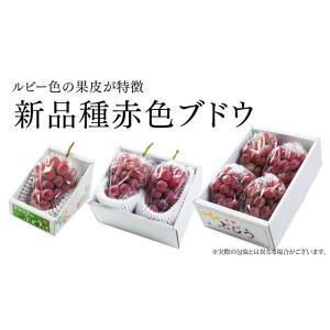 ぶどう クイーンニーナ 摘み落とし 風のいたず...の詳細画像5