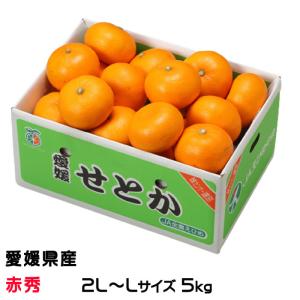 みかん せとか 赤秀 2L〜Lサイズ 5kg 愛媛県産 ＪＡえひめ中央 中島選果場 ミカン 蜜柑 ギフト 贈り物