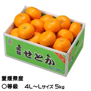 みかん せとか ◯等級 4L〜Lサイズ 5kg 愛媛県産 ＪＡえひめ中央 中島選果場 ミカン 蜜柑 ギフト 贈り物